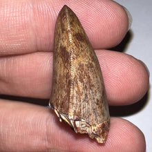 Load image into Gallery viewer, Phytosaur Huge Fossil Tooth 1.26 Inches! Fantastic Serrations! Triassic Aquatic Reptile!