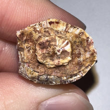 Load image into Gallery viewer, Phytosaur Huge Fossil Tooth 1.26 Inches! Fantastic Serrations! Triassic Aquatic Reptile!