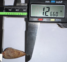 Load image into Gallery viewer, Phytosaur Huge Fossil Tooth 1.26 Inches! Fantastic Serrations! Triassic Aquatic Reptile!