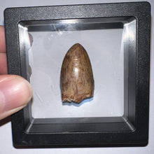 Load image into Gallery viewer, Phytosaur Huge Fossil Tooth 1.26 Inches! Fantastic Serrations! Triassic Aquatic Reptile!