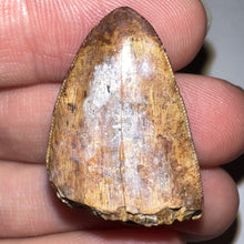 Load image into Gallery viewer, Phytosaur Huge Fossil Tooth 1.24 Inches! Fantastic Serrations! Triassic Aquatic Reptile!