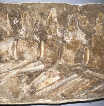 Load image into Gallery viewer, SUPER RARE Natural Articulated Mosasaur Tail Vertebrae in Original Matrix 7 Vertebrae! 12.5 Inches! Dinosaur Era Marine Reptile!