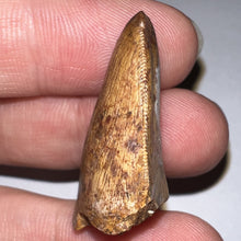 Load image into Gallery viewer, Phytosaur Huge Fossil Tooth 1.24 Inches! Fantastic Serrations! Triassic Aquatic Reptile!