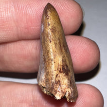 Load image into Gallery viewer, Phytosaur Huge Fossil Tooth 1.24 Inches! Fantastic Serrations! Triassic Aquatic Reptile!