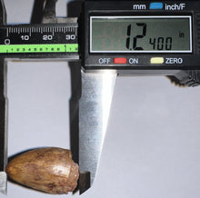 Load image into Gallery viewer, Phytosaur Huge Fossil Tooth 1.24 Inches! Fantastic Serrations! Triassic Aquatic Reptile!