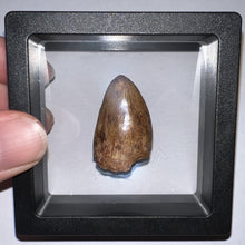 Load image into Gallery viewer, Phytosaur Huge Fossil Tooth 1.24 Inches! Fantastic Serrations! Triassic Aquatic Reptile!