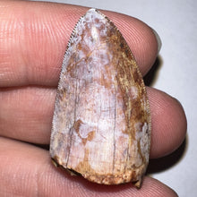 Load image into Gallery viewer, Phytosaur Huge Fossil Tooth 1.23 Inches! Fantastic Serrations! Triassic Aquatic Reptile!