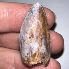 Load image into Gallery viewer, Phytosaur Huge Fossil Tooth 1.23 Inches! Fantastic Serrations! Triassic Aquatic Reptile!