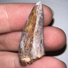 Load image into Gallery viewer, Phytosaur Huge Fossil Tooth 1.23 Inches! Fantastic Serrations! Triassic Aquatic Reptile!