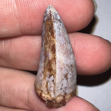 Load image into Gallery viewer, Phytosaur Huge Fossil Tooth 1.23 Inches! Fantastic Serrations! Triassic Aquatic Reptile!