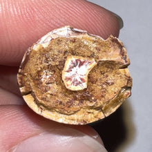 Load image into Gallery viewer, Phytosaur Huge Fossil Tooth 1.23 Inches! Fantastic Serrations! Triassic Aquatic Reptile!