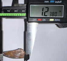 Load image into Gallery viewer, Phytosaur Huge Fossil Tooth 1.23 Inches! Fantastic Serrations! Triassic Aquatic Reptile!