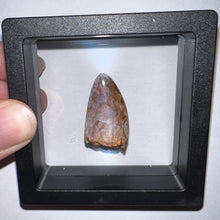 Load image into Gallery viewer, Phytosaur Huge Fossil Tooth 1.23 Inches! Fantastic Serrations! Triassic Aquatic Reptile!