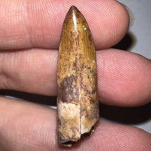 Load image into Gallery viewer, Phytosaur HUGE Fossil Tooth 1.34 Inches! Fantastic Serrations! Triassic Aquatic Reptile!