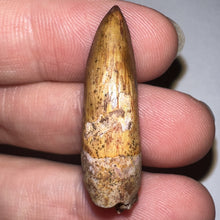 Load image into Gallery viewer, Phytosaur HUGE Fossil Tooth 1.34 Inches! Fantastic Serrations! Triassic Aquatic Reptile!