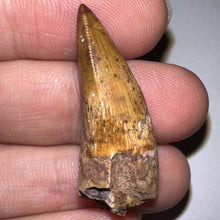 Load image into Gallery viewer, Phytosaur HUGE Fossil Tooth 1.34 Inches! Fantastic Serrations! Triassic Aquatic Reptile!