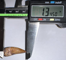 Load image into Gallery viewer, Phytosaur HUGE Fossil Tooth 1.34 Inches! Fantastic Serrations! Triassic Aquatic Reptile!