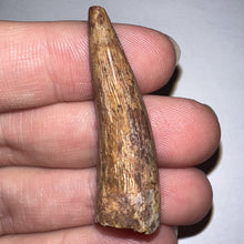 Load image into Gallery viewer, Phytosaur HUGE Fossil Tooth 1.65 Inches! Great Serrations! Triassic Aquatic Reptile!