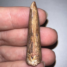 Load image into Gallery viewer, Phytosaur HUGE Fossil Tooth 1.65 Inches! Great Serrations! Triassic Aquatic Reptile!