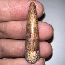 Load image into Gallery viewer, Phytosaur HUGE Fossil Tooth 1.65 Inches! Great Serrations! Triassic Aquatic Reptile!