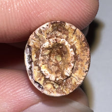 Load image into Gallery viewer, Phytosaur HUGE Fossil Tooth 1.65 Inches! Great Serrations! Triassic Aquatic Reptile!