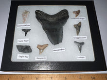 Load image into Gallery viewer, Labeled 8 Shark Tooth Collection in a Riker Mount with a Megalodon