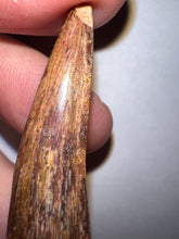 Load image into Gallery viewer, Phytosaur HUGE Fossil Tooth 1.65 Inches! Great Serrations! Triassic Aquatic Reptile!