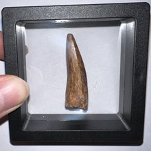 Load image into Gallery viewer, Phytosaur HUGE Fossil Tooth 1.65 Inches! Great Serrations! Triassic Aquatic Reptile!