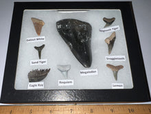 Load image into Gallery viewer, Labeled 8 Shark Tooth Collection in a Riker Mount with a Megalodon
