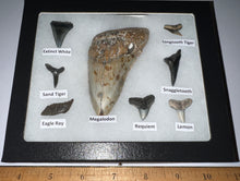 Load image into Gallery viewer, Labeled 8 Shark Tooth Collection in a Riker Mount with a Megalodon