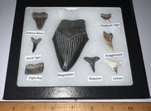 Load image into Gallery viewer, Labeled 8 Shark Tooth Collection in a Riker Mount with a Megalodon