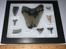 Load image into Gallery viewer, Labeled 8 Shark Tooth Collection in a Riker Mount with a Megalodon
