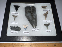 Load image into Gallery viewer, Labeled 8 Shark Tooth Collection in a Riker Mount with a Megalodon