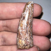 Load image into Gallery viewer, Phytosaur HUGE Fossil Tooth 1.67 Inches! Fantastic Serrations! Triassic Aquatic Reptile!