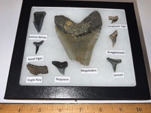 Load image into Gallery viewer, Labeled 8 Shark Tooth Collection in a Riker Mount with a Megalodon
