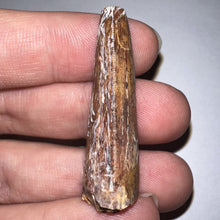 Load image into Gallery viewer, Phytosaur HUGE Fossil Tooth 1.67 Inches! Fantastic Serrations! Triassic Aquatic Reptile!