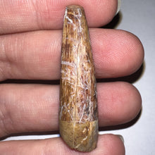 Load image into Gallery viewer, Phytosaur HUGE Fossil Tooth 1.67 Inches! Fantastic Serrations! Triassic Aquatic Reptile!