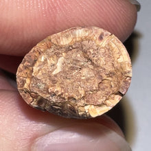 Load image into Gallery viewer, Phytosaur HUGE Fossil Tooth 1.67 Inches! Fantastic Serrations! Triassic Aquatic Reptile!