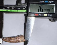 Load image into Gallery viewer, Phytosaur HUGE Fossil Tooth 1.67 Inches! Fantastic Serrations! Triassic Aquatic Reptile!