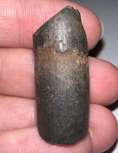 Load image into Gallery viewer, Ice Age Fossil Ground Sloth Megalonyx Tooth 1.23 Inches