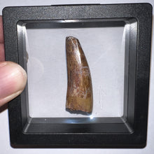 Load image into Gallery viewer, Phytosaur HUGE Fossil Tooth 1.67 Inches! Fantastic Serrations! Triassic Aquatic Reptile!