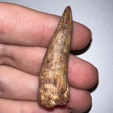 Load image into Gallery viewer, Phytosaur HUGE Fossil Tooth 1.78 Inches! Great Serrations! Triassic Aquatic Reptile!