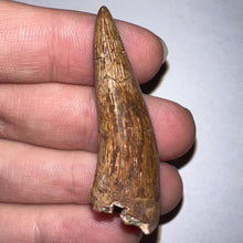 Load image into Gallery viewer, Phytosaur HUGE Fossil Tooth 1.78 Inches! Great Serrations! Triassic Aquatic Reptile!