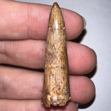 Load image into Gallery viewer, Phytosaur HUGE Fossil Tooth 1.78 Inches! Great Serrations! Triassic Aquatic Reptile!