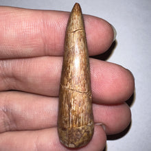 Load image into Gallery viewer, Phytosaur HUGE Fossil Tooth 1.78 Inches! Great Serrations! Triassic Aquatic Reptile!