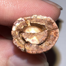 Load image into Gallery viewer, Phytosaur HUGE Fossil Tooth 1.78 Inches! Great Serrations! Triassic Aquatic Reptile!