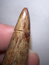 Load image into Gallery viewer, Phytosaur HUGE Fossil Tooth 1.78 Inches! Great Serrations! Triassic Aquatic Reptile!