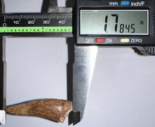 Load image into Gallery viewer, Phytosaur HUGE Fossil Tooth 1.78 Inches! Great Serrations! Triassic Aquatic Reptile!