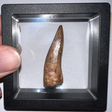 Load image into Gallery viewer, Phytosaur HUGE Fossil Tooth 1.78 Inches! Great Serrations! Triassic Aquatic Reptile!