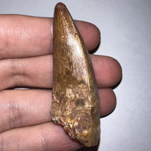Load image into Gallery viewer, Phytosaur Monster Size Fossil Tooth 2.32 Inches! Great Serrations! Triassic Aquatic Reptile!